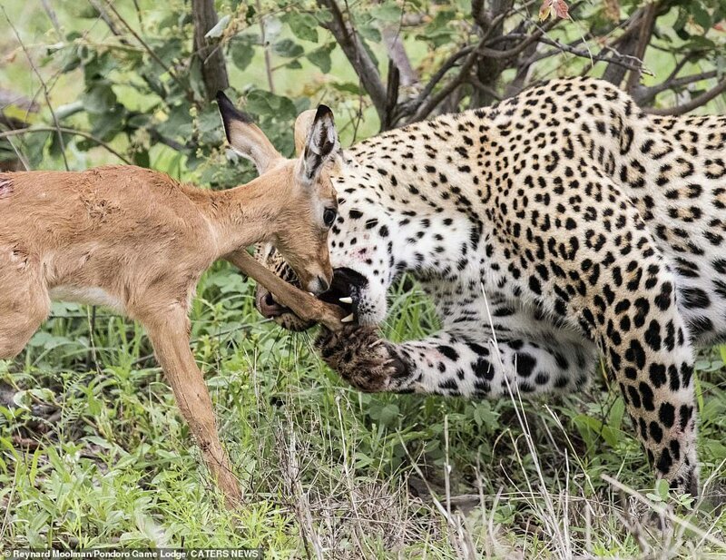 Фотография: Смертельная нежность хищника: леопард и импала №4 - BigPicture.ru