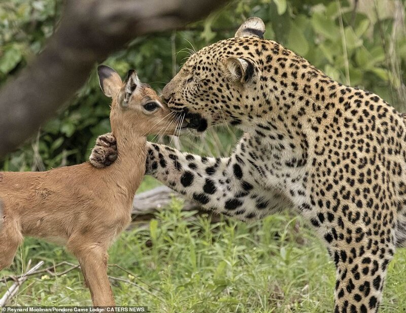 Фотография: Смертельная нежность хищника: леопард и импала №5 - BigPicture.ru