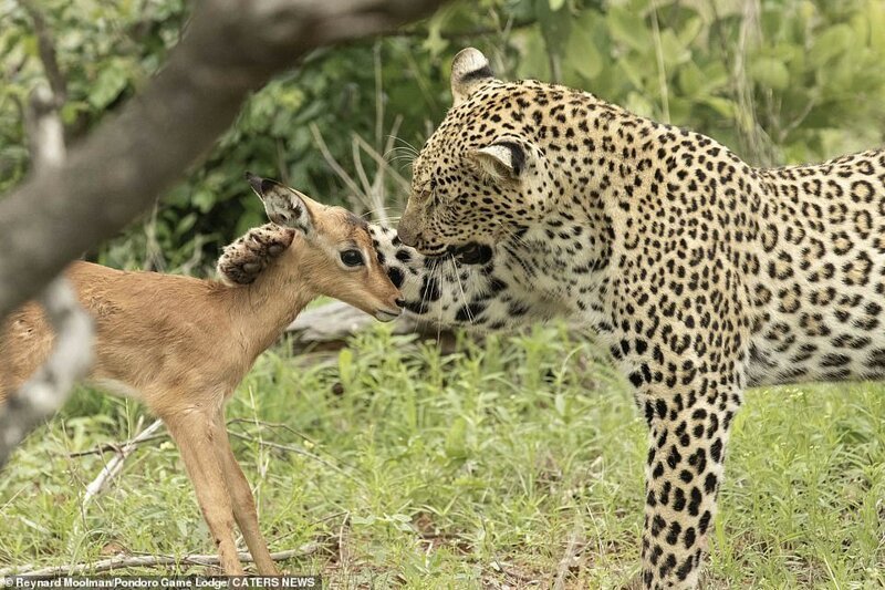 Фотография: Смертельная нежность хищника: леопард и импала №6 - BigPicture.ru