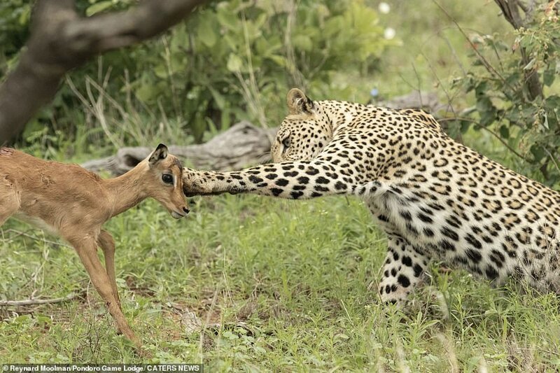 Фотография: Смертельная нежность хищника: леопард и импала №7 - BigPicture.ru