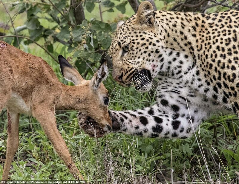 Фотография: Смертельная нежность хищника: леопард и импала №8 - BigPicture.ru