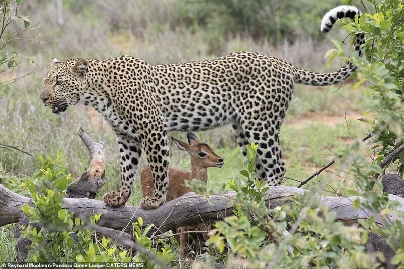 Фотография: Смертельная нежность хищника: леопард и импала №9 - BigPicture.ru