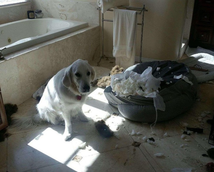Фотография: 20 раз, когда владельцы поймали своих домашних животных с поличным №6 - BigPicture.ru