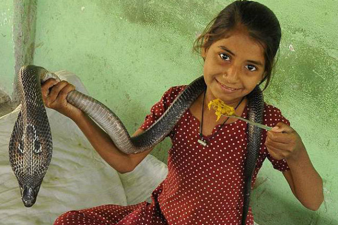 Фотография: Девочка-кобра из Индии отлично ладит с опасными змеями №3 - BigPicture.ru