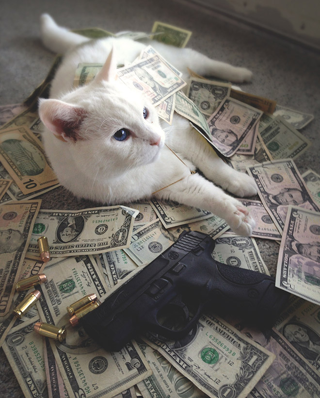 Фотография: Карты, деньги, два ствола: 20 фото гангстакотиков из инстаграма №8 - BigPicture.ru