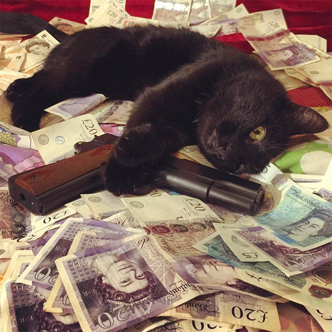 Фотография: Карты, деньги, два ствола: 20 фото гангстакотиков из инстаграма №11 - BigPicture.ru