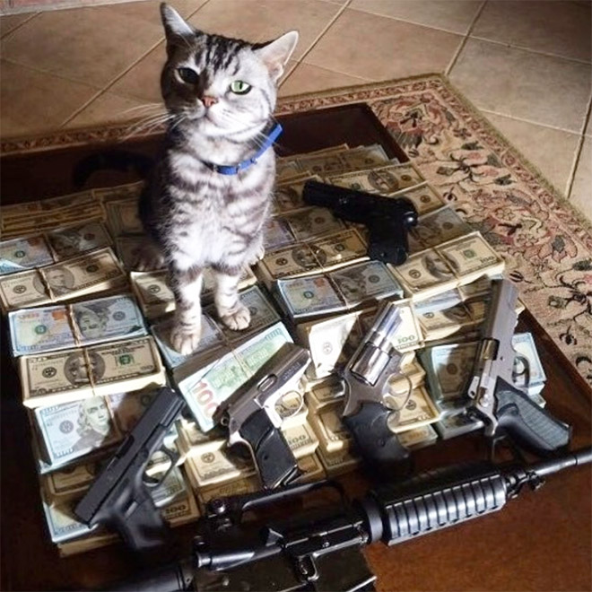Фотография: Карты, деньги, два ствола: 20 фото гангстакотиков из инстаграма №13 - BigPicture.ru