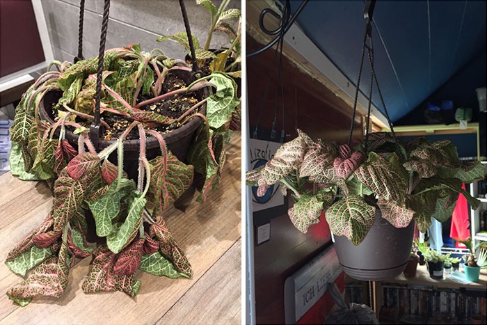 Фотография: Любовь и забота преображают даже растения: 25 фото удивительных трансформаций №15 - BigPicture.ru