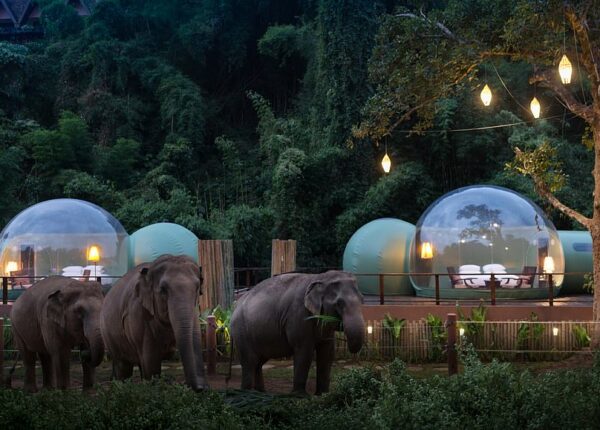 В Таиланде отель предлагает остановиться в прозрачных номерах-пузырях