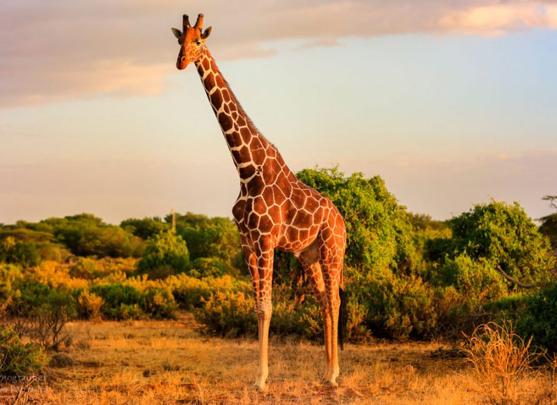 Фото Жирафа В Полный Рост