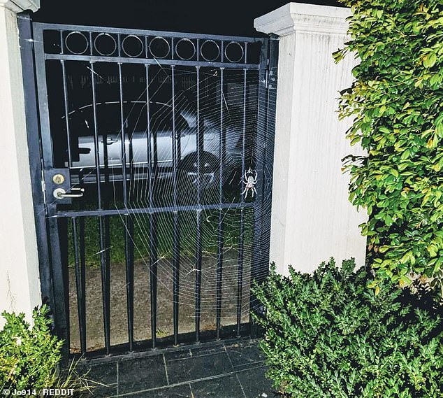 Фотография: Тем временем в Австралии... Гигантский паучище заблокировал вход во двор №3 - BigPicture.ru
