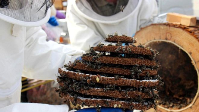 Фотография: Жареные осы — деликатес японской кухни №2 - BigPicture.ru