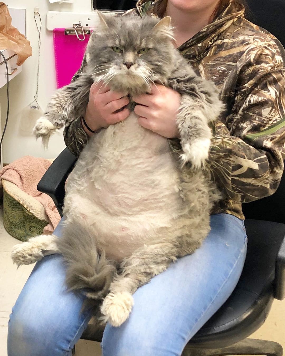 Фотография: Очень толстый кот Уилфорд — почти 13 кило милоты в поисках нового дома №5 - BigPicture.ru