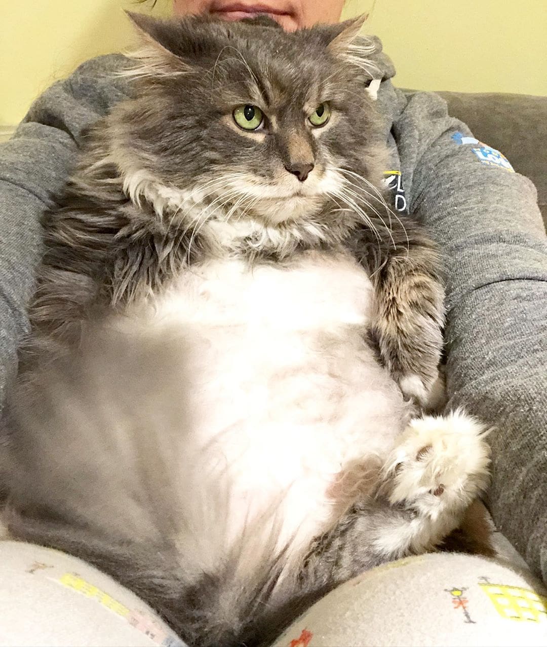 Фотография: Очень толстый кот Уилфорд — почти 13 кило милоты в поисках нового дома №4 - BigPicture.ru