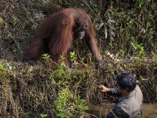 Фотография: В лесах Борнео орангутанг пришел на помощь человеку и попал в кадр №3 - BigPicture.ru