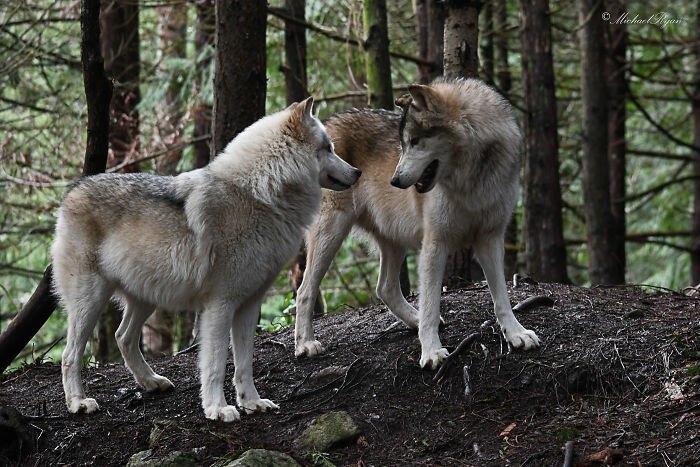 Фотография: Американцы платят по 200 долларов, чтобы погладить диких волков №11 - BigPicture.ru