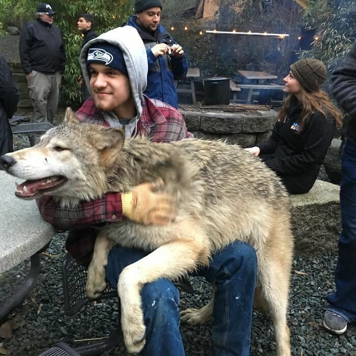 Фотография: Американцы платят по 200 долларов, чтобы погладить диких волков №20 - BigPicture.ru