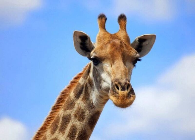 Фотография: Жизнь жирафа — ежедневный ад и все из-за длинной шеи №1 - BigPicture.ru