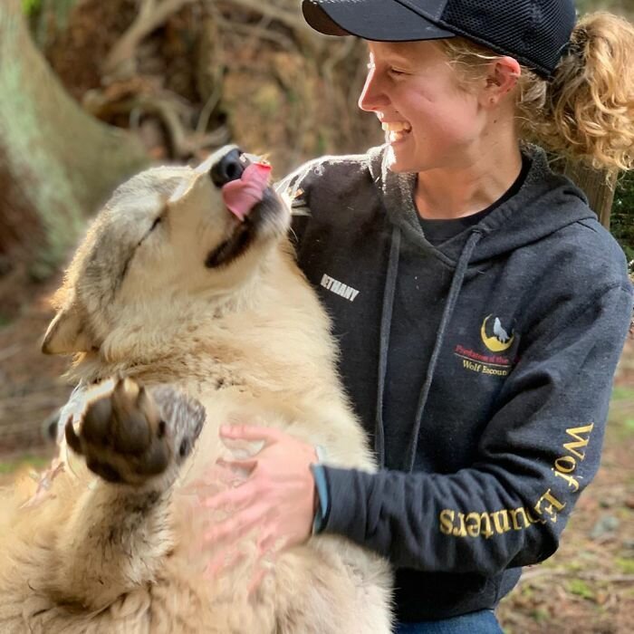 Фотография: Американцы платят по 200 долларов, чтобы погладить диких волков №8 - BigPicture.ru