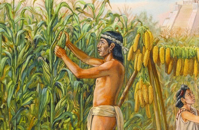 Пшеница, полынь и другие растения, изменившие историю