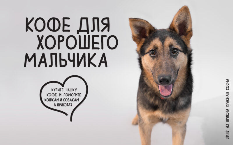 Фотография: 8 февраля выпейте кофе и помогите кошкам и собакам в приютах №1 - BigPicture.ru