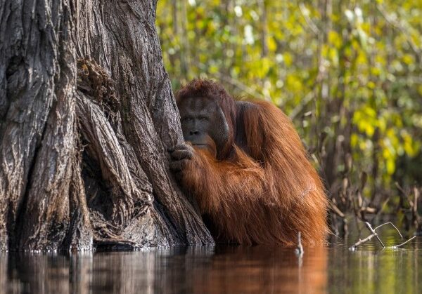 В лесах Борнео орангутанг пришел на помощь человеку и попал в кадр
