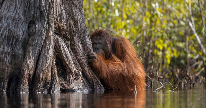 Фотография: В лесах Борнео орангутанг пришел на помощь человеку и попал в кадр №1 - BigPicture.ru