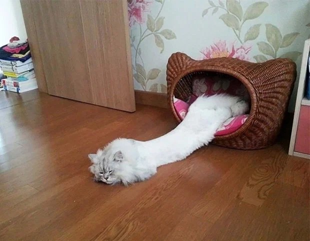 Фотография: Новый тренд в соцсетях — коты-тянучки №7 - BigPicture.ru