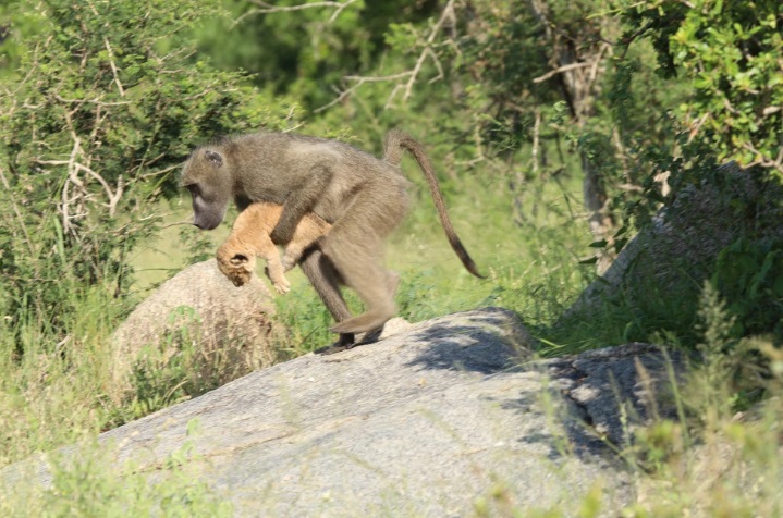 Фотография: В ЮАР замечены бабуин и львенок, повторившие сцену из 