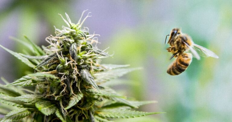 Собирают ли пчелы пыльцу с конопли какой тест на марихуану