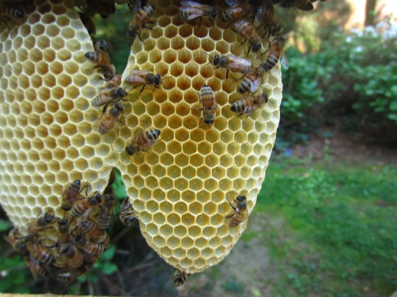 Фотография: Ученые выяснили: вымирание пчел в США остановит... каннабис №2 - BigPicture.ru