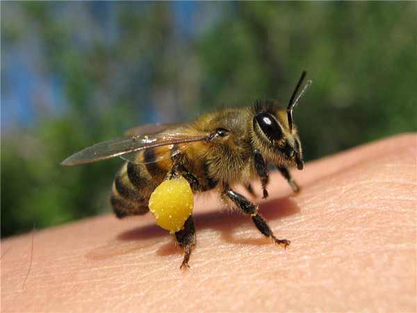 Фотография: Ученые выяснили: вымирание пчел в США остановит... каннабис №3 - BigPicture.ru
