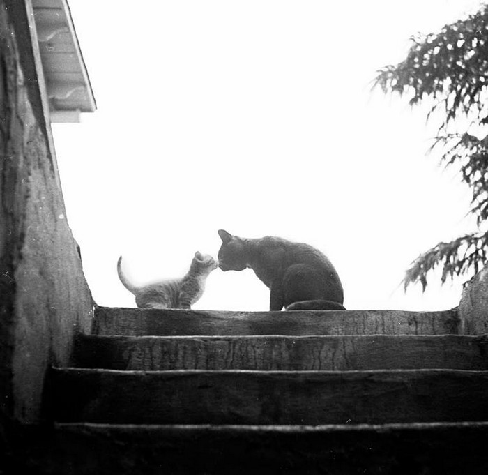 Фотография: Уолтер Чандоха – человек, который 70 лет фотографировал кошек №20 - BigPicture.ru