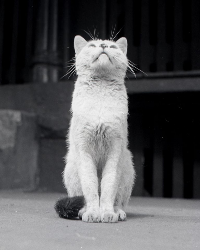 Фотография: Уолтер Чандоха – человек, который 70 лет фотографировал кошек №22 - BigPicture.ru
