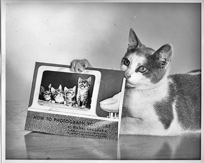 Фотография: Уолтер Чандоха – человек, который 70 лет фотографировал кошек №24 - BigPicture.ru