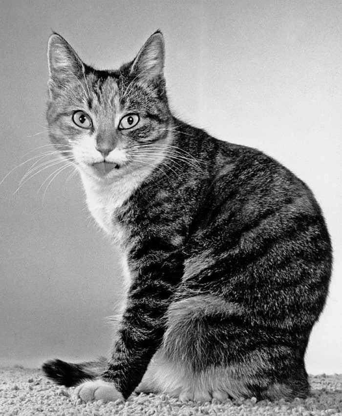 Фотография: Уолтер Чандоха – человек, который 70 лет фотографировал кошек №25 - BigPicture.ru