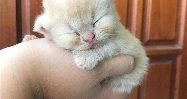 Мимимишность зашкаливает! 25 забавных животных, которые покорят ваши сердца