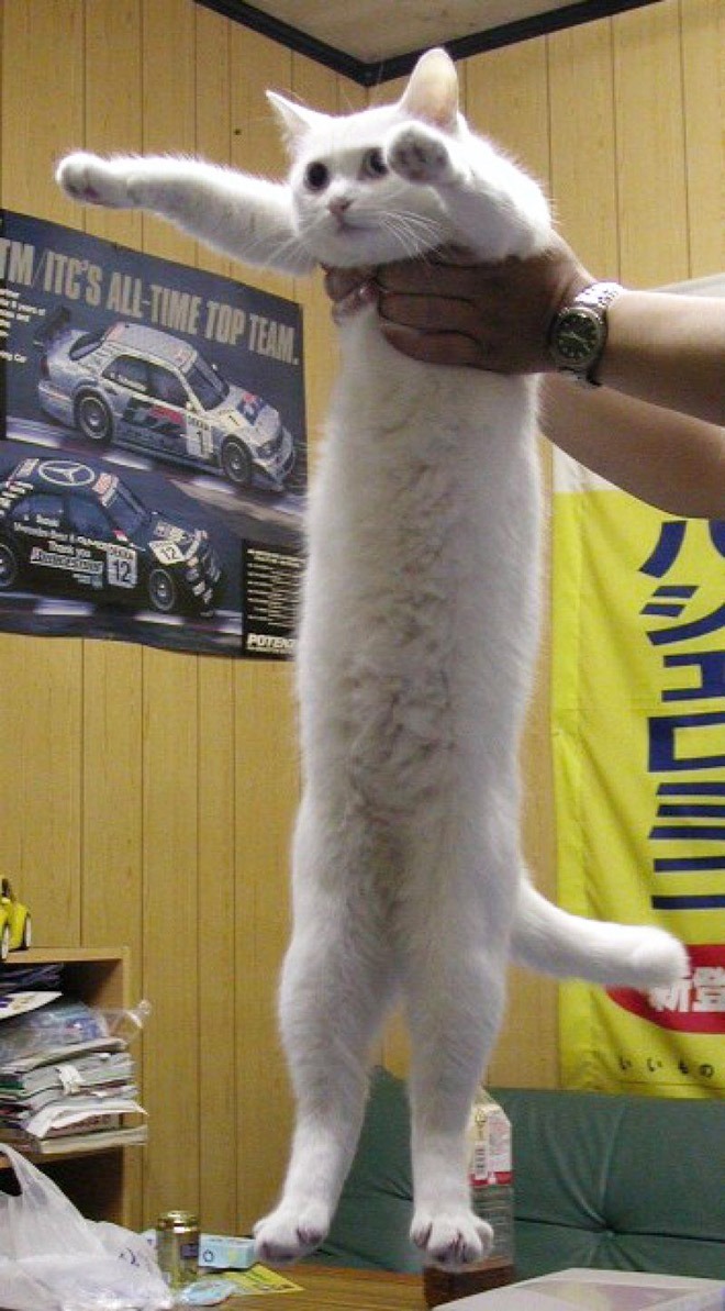 Фотография: Новый тренд в соцсетях — коты-тянучки №3 - BigPicture.ru