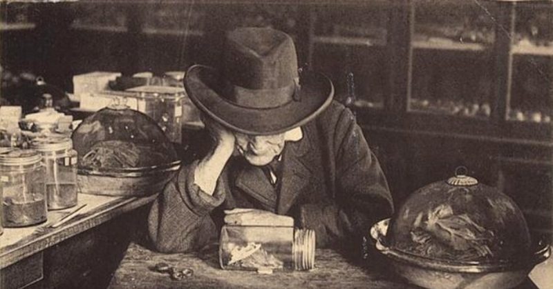 Жан-Анри Фабр за работой. Фото конца XIX века