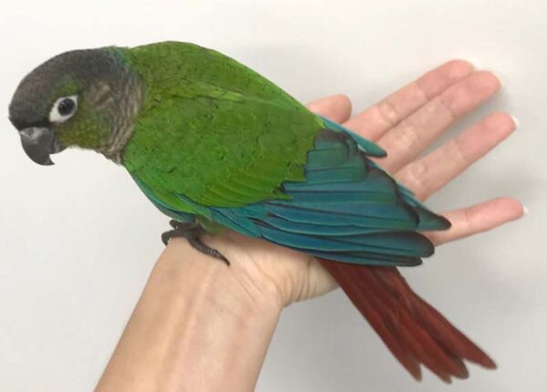 Как ветеринар из Австралии пришила попугаю новые крылья