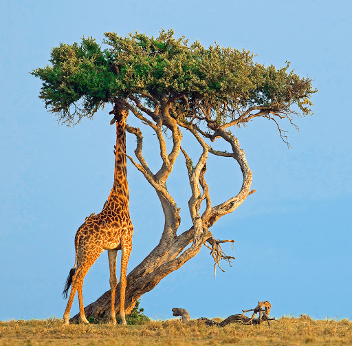 Фотография: Жизнь жирафа — ежедневный ад и все из-за длинной шеи №6 - BigPicture.ru