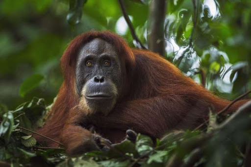 Фотография: В лесах Борнео орангутанг пришел на помощь человеку и попал в кадр №4 - BigPicture.ru