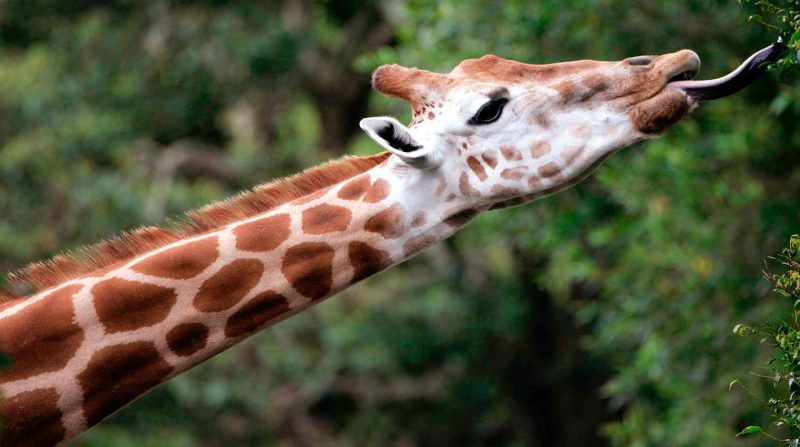 Фотография: Жизнь жирафа — ежедневный ад и все из-за длинной шеи №9 - BigPicture.ru
