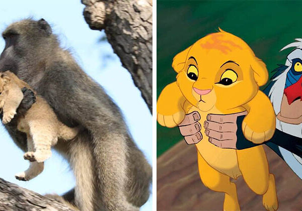 В ЮАР замечены бабуин и львенок, повторившие сцену из «Короля льва»