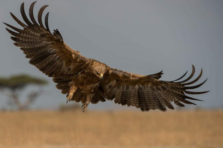 Венценосный орел фото
