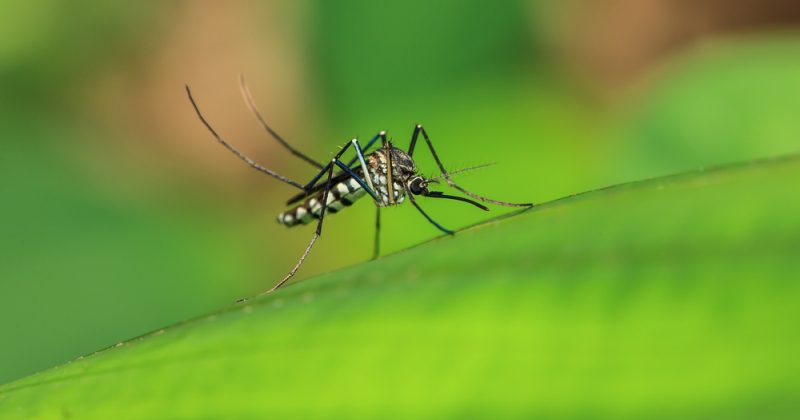 Почему человечество не может избавиться от комаров