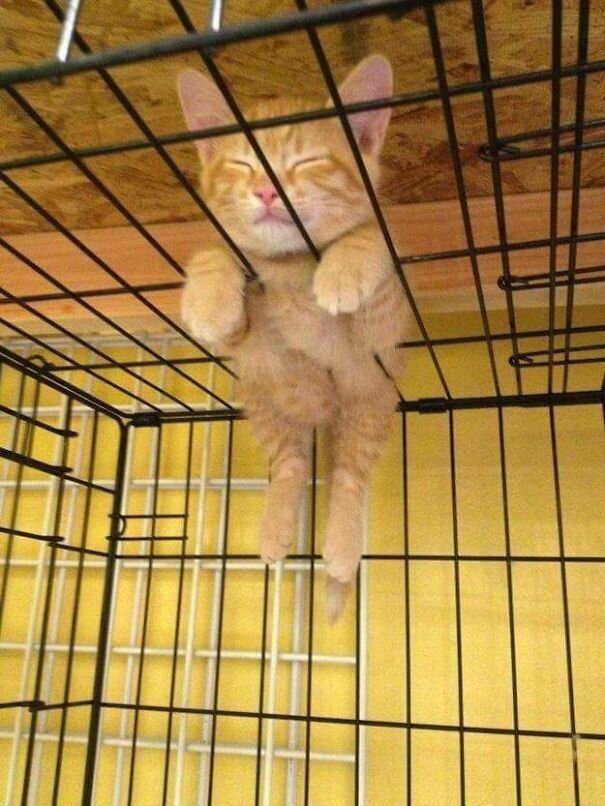 Фотография: 40 фото, доказывающих, что кошки могут спать где угодно №12 - BigPicture.ru