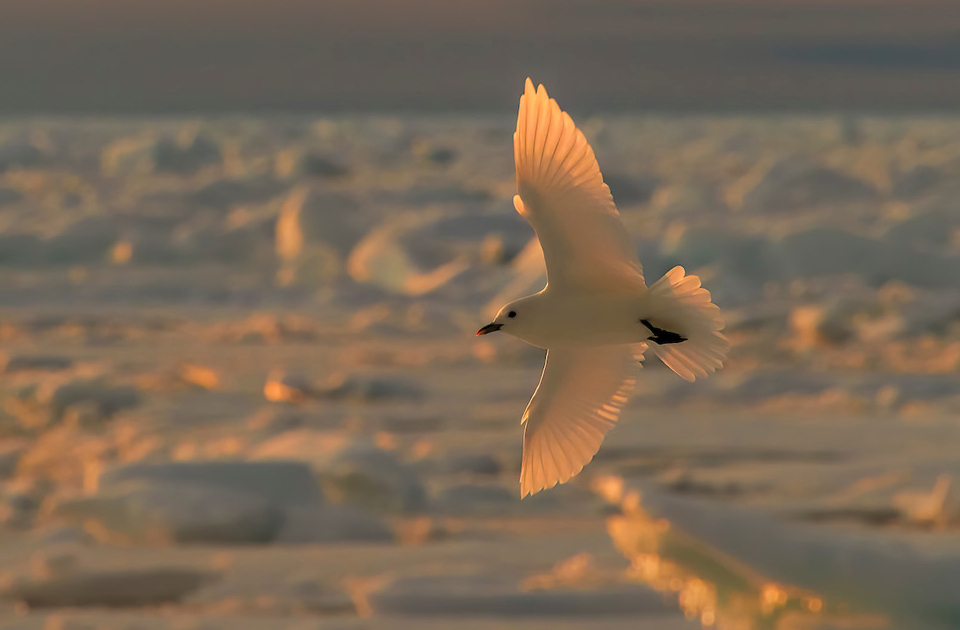 Фотография: Лучшие фотографии птиц с конкурса Bird Photographer of the Year №10 - BigPicture.ru