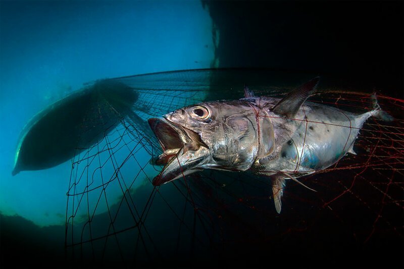 Фотография: Полное погружение: лучшие фотографии подводного мира 2020 №3 - BigPicture.ru