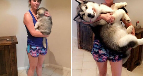 20 очаровательных щенков, которые выросли в больших прекрасных псов